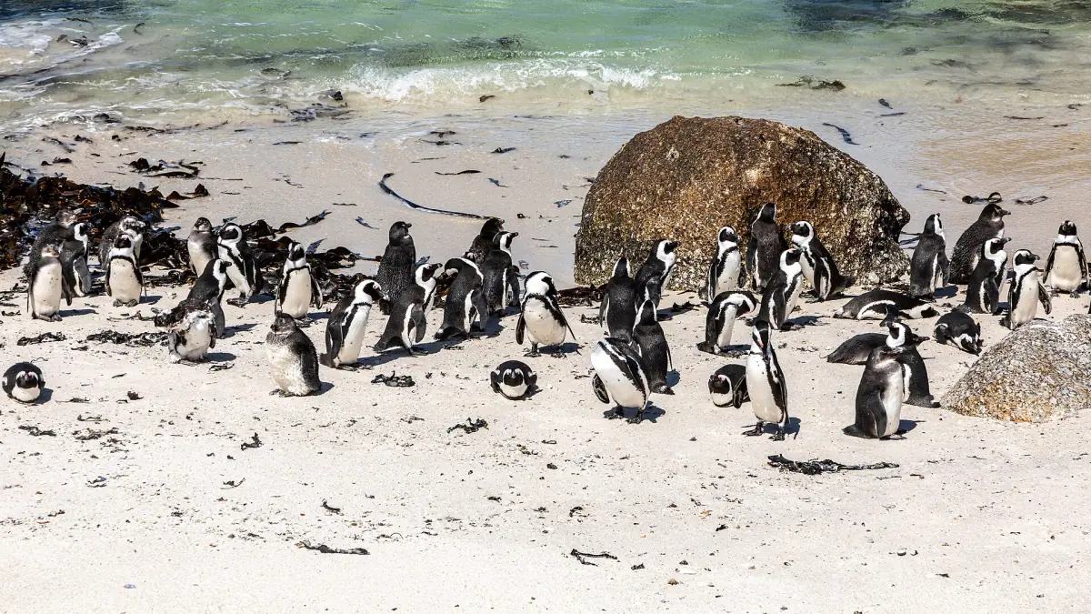 The penguin colony at Boulders Beach