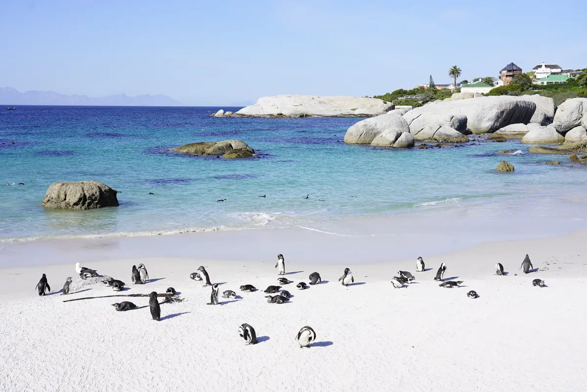African penguins on Boulders Beach