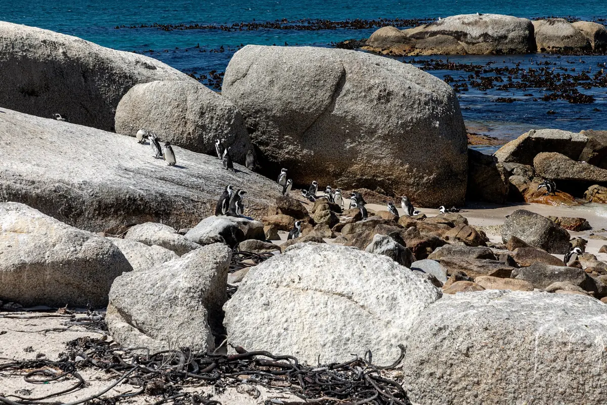 Penguins between the granite boulders