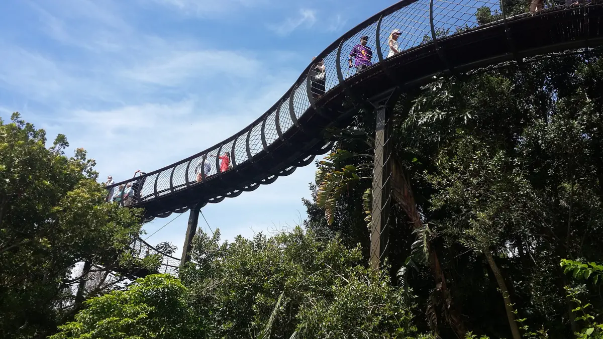 The Boomslang canopy walkway at Kirstenbosch