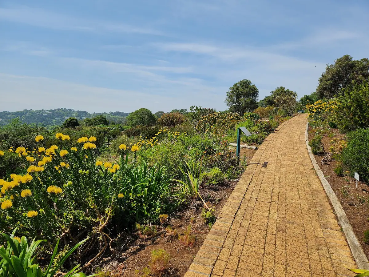 A path through Kirstenbosch National Botanical Garden