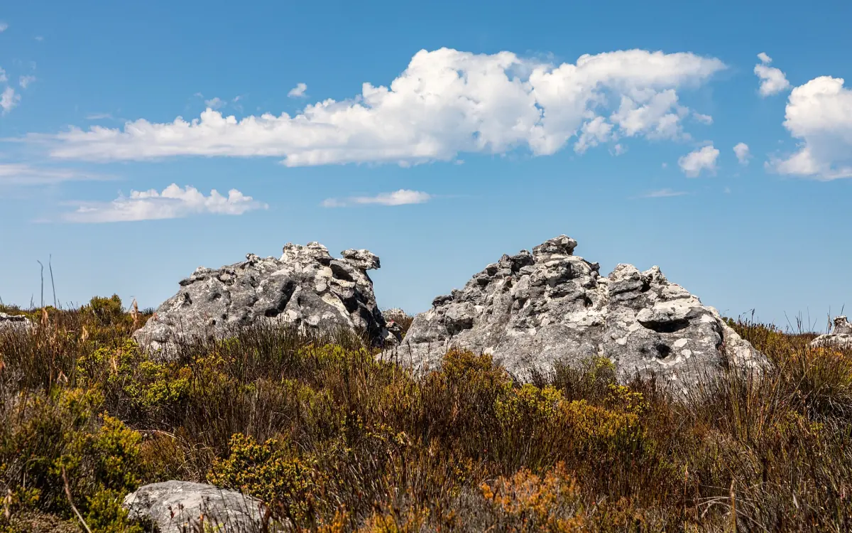Rocks and fynbos on the summit plateau