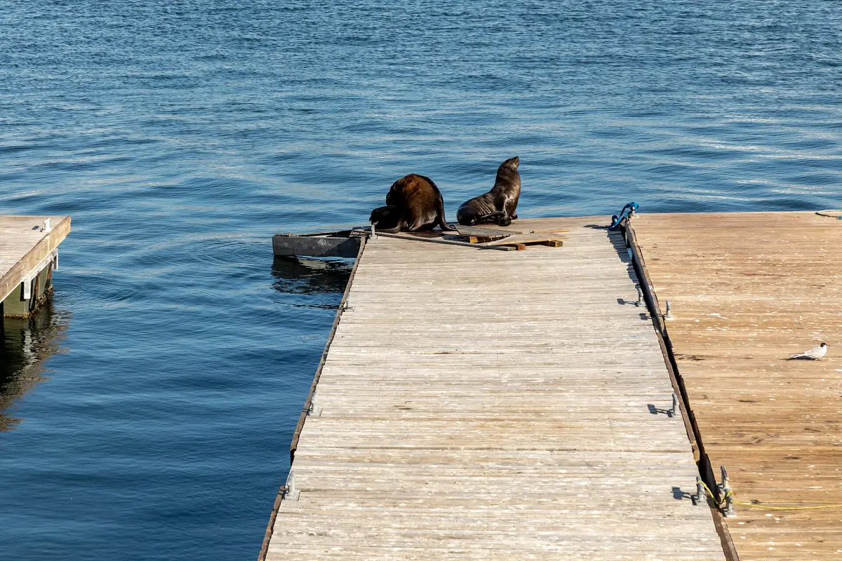 Seals on a jetty at the V&A Waterfront